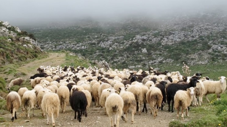 Θεσμοθέτηση ακατάσχετου λογαριασμού 10.000 ετρώ και φορολογικό συντελεστή 5-8% ζητούν οι κτηνοτρόφοι