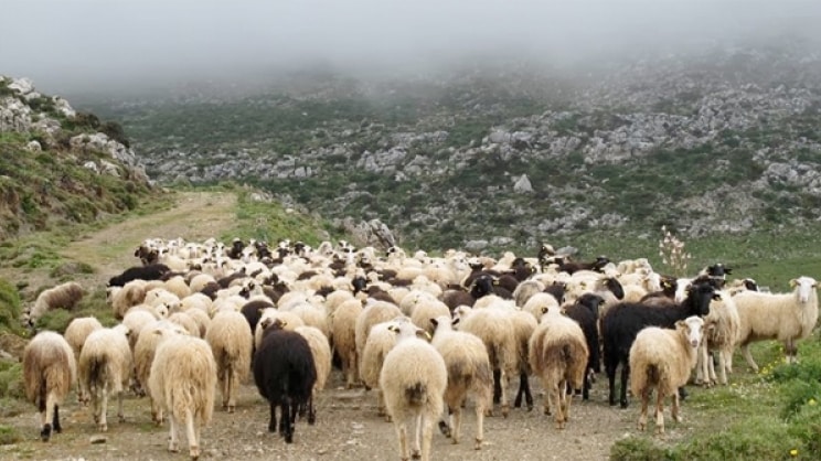 Μπροστάρηδες οι μικροί τυροκόμοι για την τιμή του πρόβειου γάλακτος